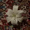 razanvibes
