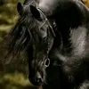 horof_123