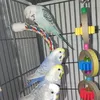 oneandonlybudgie_vision