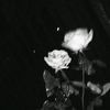 cha_asyh20