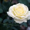whiterose_1802