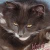 w00liecat
