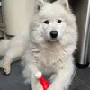 zoey_looneytunes