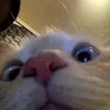 kio_269
