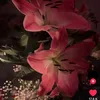 la_dz777
