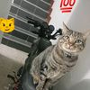 kerubin_king777