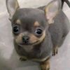 huskyking__23
