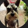 dog_mann0