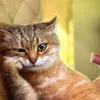 fierce_ch