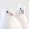 ilovemypigeon