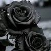 hz.ngocanh_209