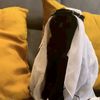 ncatzies