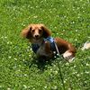 peanutminidoxie