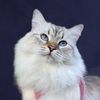 Mimi