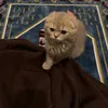 zzf_a1
