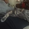 moonlightskitten