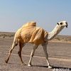 البرق