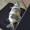 beefygato