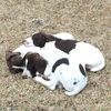 birddog29836