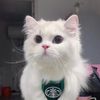 Dog Cat