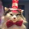 __its.a.cat__