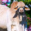 malikcattlefarm0