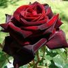 abdul.baseer662