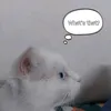 notneed_to_know