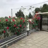 thanhhoang42161
