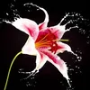 usergok7a3ry7p