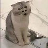 user.haidellcony