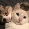mieyamienregensi
