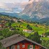 tuliprose163