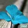 kru.aom74