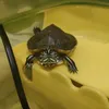 astrotheturtle