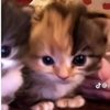 chuchoo_27