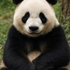panda_rl_2.0