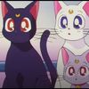 lunacat2525