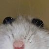 testaccountinnitbruv