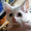 cloudycats3