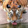 tigerhead001