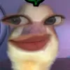 urluvle_gf
