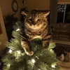 meomew067