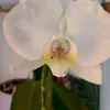 monasante