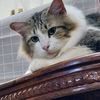 chubbynchikki