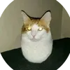 thecat038