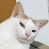 pikagau