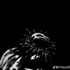 majo_tx3