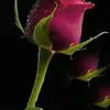 muhmmadadnan.786