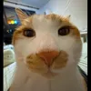 babyiudau_2